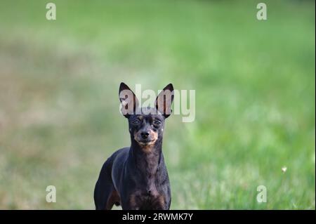 Ritratto di piccoli pinscher in miniatura di razza di cane. Sfondo verde sfocato. Catturato in tarda estate sul campo. Spazio negativo. Foto Stock