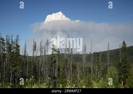 Wildfire. Il fumo di un incendio si innalza nel cielo sopra la foresta Foto Stock