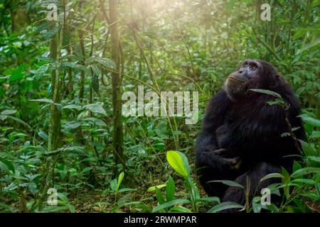 Uno scimpanzé (Pan troglodytes) seduto a terra in mezzo alla fitta foresta del Parco Nazionale di Kibale in Uganda, che guarda le scimpanzé fuori schermo tra gli alberi. Foto Stock