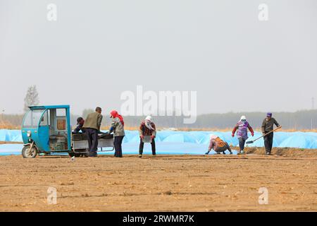 CONTEA DI LUANNAN, Cina - 18 aprile 2022: Gli agricoltori seminano semi di riso in vassoi di semi di riso nelle fattorie, Cina settentrionale Foto Stock