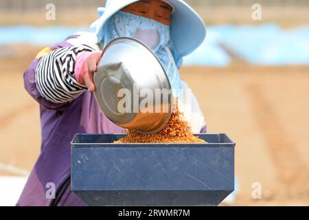 CONTEA DI LUANNAN, Cina - 18 aprile 2022: Gli agricoltori seminano semi di riso in vassoi di semi di riso nelle fattorie, Cina settentrionale Foto Stock