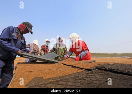 CONTEA DI LUANNAN, Cina - 18 aprile 2022: Gli agricoltori seminano semi di riso in vassoi di semi di riso nelle fattorie, Cina settentrionale Foto Stock