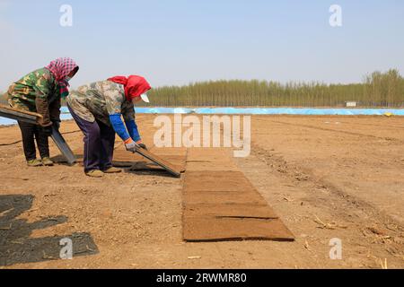 CONTEA DI LUANNAN, Cina - 18 aprile 2022: Gli agricoltori seminano semi di riso in vassoi di semi di riso nelle fattorie, Cina settentrionale Foto Stock