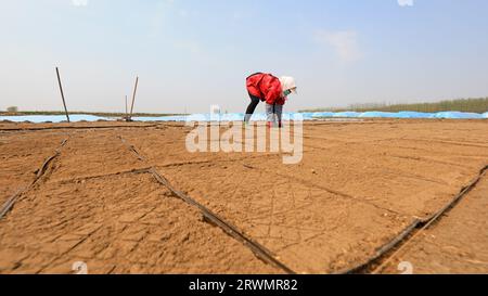 CONTEA DI LUANNAN, Cina - 18 aprile 2022: Gli agricoltori seminano semi di riso in vassoi di semi di riso nelle fattorie, Cina settentrionale Foto Stock