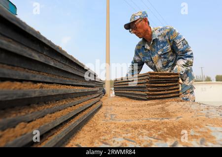 CONTEA DI LUANNAN, Cina - 18 aprile 2022: Gli agricoltori seminano semi di riso in vassoi di semi di riso nelle fattorie, Cina settentrionale Foto Stock