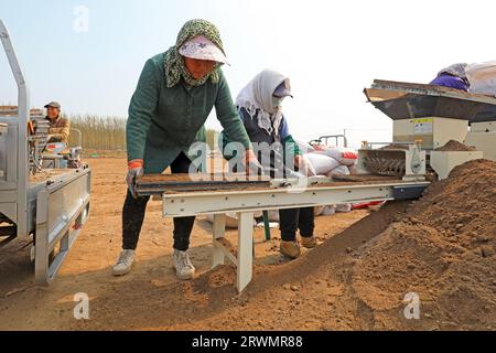 CONTEA DI LUANNAN, Cina - 18 aprile 2022: Gli agricoltori seminano semi di riso in vassoi di semi di riso nelle fattorie, Cina settentrionale Foto Stock