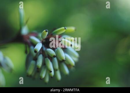 Un macro di Berberis julianae, il bacca wintergreen o il bacca cinese con sfondo bokeh verde Foto Stock