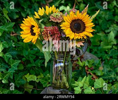 Un bellissimo bouquet di girasoli con sfondo edera. Foto Stock