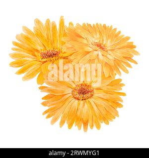 Boquet di calendula officinalis acquerello illustrazioni disegnate a mano. Elementi botanici per etichette, prodotti ecologici, tessuti, erbe naturali Foto Stock