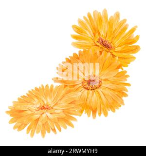 Boquet di calendula officinalis acquerello illustrazioni disegnate a mano. Elementi botanici per etichette, prodotti ecologici, tessuti, erbe naturali Foto Stock