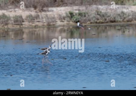 Stilt dalle ali nere attraversa le mangrovie di Umm al Qwain, Emirati Arabi Uniti, la fauna selvatica del Medio Oriente e la penisola arabica Foto Stock