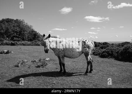 Dartmoor Pony Foto Stock