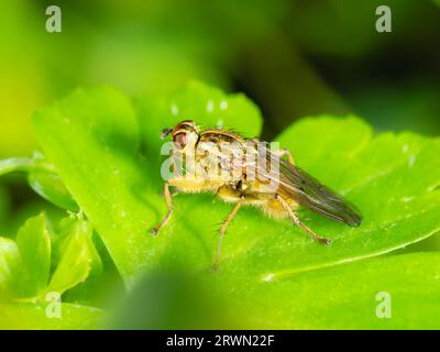 Maschio Scathophaga stercoraria, mosca di sterco dorata, a riposo in un giardino del Regno Unito Foto Stock