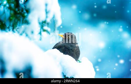 L'eurasiatica Blackbird in un clima gelido sul Bush con la neve in inverno, la foto migliore. Foto Stock