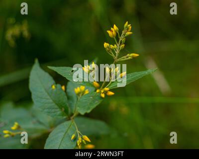 Lysimachia vulgaris fiori nella foresta con spazio di copia, fuoco selettivo Foto Stock