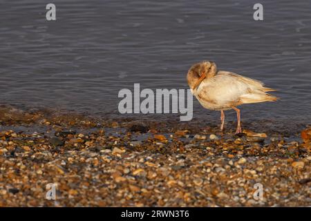 Oystercatcher (Haematopus ostralegus) leucistic Snettisham Norfolk settembre 2023 Foto Stock