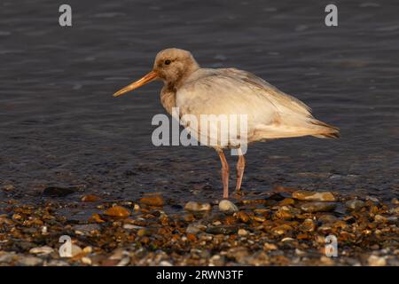 Oystercatcher (Haematopus ostralegus) leucistic Snettisham Norfolk settembre 2023 Foto Stock