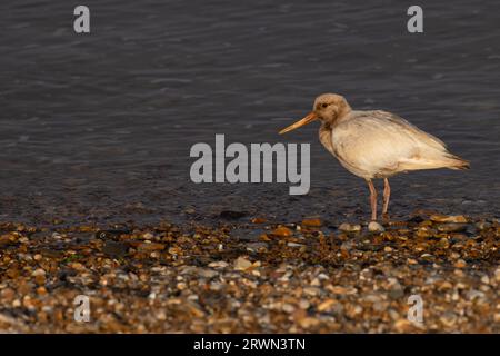 Oystercatcher (Haematopus ostralegus) leucistic Snettisham Norfolk settembre 2023 Foto Stock