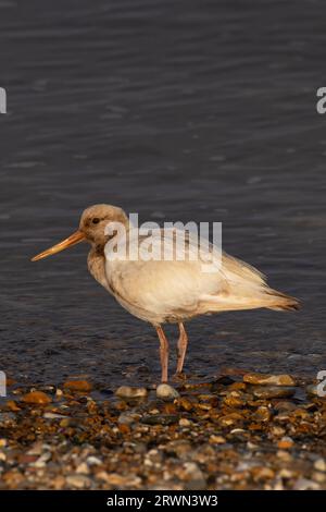 Oystercatcher (Haematopus ostralegus) leucistic Snettisham Norfolk settembre 2023 Foto Stock