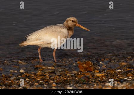 Oystercatcher (Haematopus ostralegus) leucistic Snettisham Norfolk settembre 2023 Foto Stock