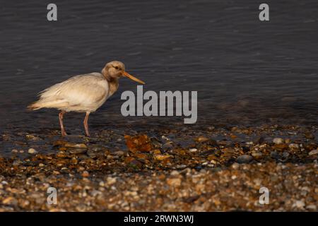 Oystercatcher (Haematopus ostralegus) leucistic Snettisham Norfolk settembre 2023 Foto Stock