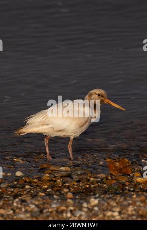 Oystercatcher (Haematopus ostralegus) leucistic Snettisham Norfolk settembre 2023 Foto Stock