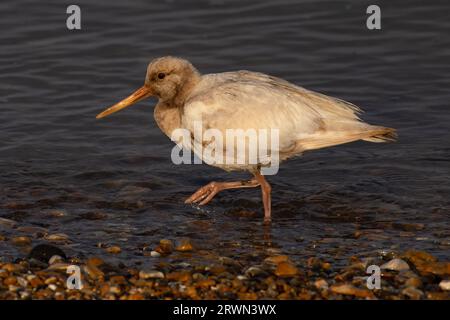 Oystercatcher (Haematopus ostralegus) leucistic Snettisham Norfolk settembre 2023 Foto Stock