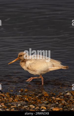 Oystercatcher (Haematopus ostralegus) leucistic Snettisham Norfolk settembre 2023 Foto Stock