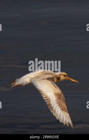 Oystercatcher (Haematopus ostralegus) leucistic Snettisham Norfolk settembre 2023 Foto Stock