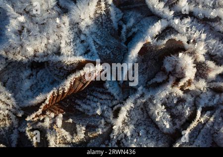 Fogliame marrone in gelate, foglie appassite cadute ricoperte di cristalli di ghiaccio di rima, dettagli ravvicinati sullo sfondo della natura invernale Foto Stock