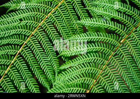 Sphaeropteris cooperi o Cyathea cooperi felce di pizzo, felce di albero squamoso Foto Stock