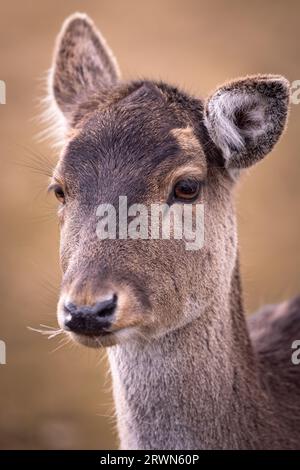 Ritratto di un cervo a riposo in Germania, Europa Foto Stock