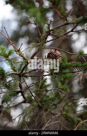 I coni sono appesi ai rami dell'albero. Primo piano. Bellezza naturale della foresta. Foto Stock