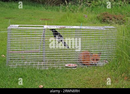 Cucciolo di volpe (Vulpes vulpes) intrappolato accidentalmente in trappola con Captive Magpie (Pica pica) Norfolk, Regno Unito. Giugno Foto Stock