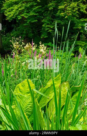 Piante boschive che crescono a How Hill Secret Gardens a Ludham nel Norfolk Broads National Park Inghilterra Regno Unito creato da Edward Thomas Boardman nel 1920 Foto Stock