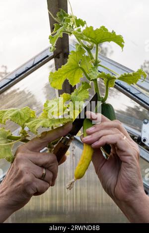 Donna che rimuove il cetriolo scarsamente sviluppato "Marketmore", che cresce appeso al tetto della serra, per incoraggiare la crescita negli altri. Foto Stock