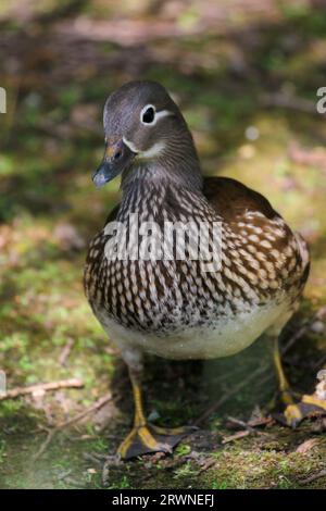Femmina Mandarin Duck (Aix galericulata), Regno Unito Foto Stock