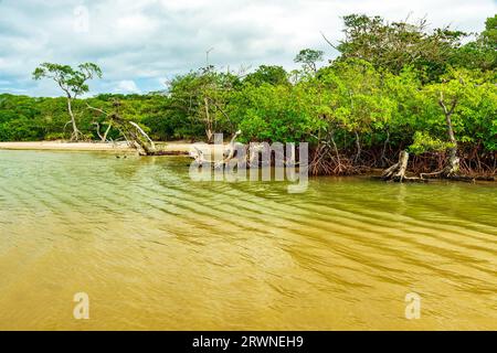 Spiaggia circondata da grossi alberi di Serra grande sulla costa sud di Bahia Foto Stock