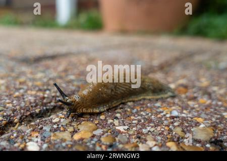 Un mucchio su un pavimento pavimentato in una giornata umida nel Regno Unito Foto Stock