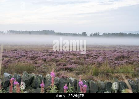 Summer heather è circondato dalla nebbia nel Peak District National Park, Derbyshire, Inghilterra, Regno Unito Foto Stock