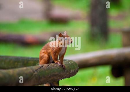 Uno scoiattolo rosso su una recinzione nella foresta di Whinfell Foto Stock