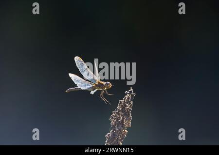 Common darter Sympetrum striolatum, femmina adulta che vola, in procinto di atterrare sulla pianta, Suffolk, Inghilterra, settembre Foto Stock
