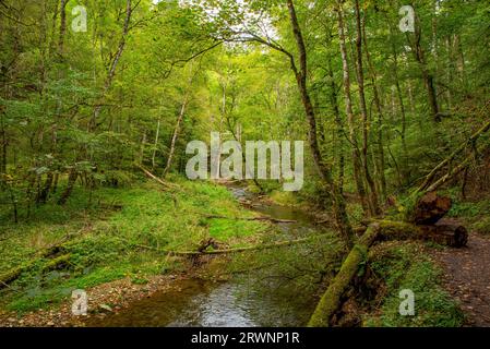 Vista sul fiume Gauchach nella gola Gauchach nella Foresta Nera, Germania Foto Stock