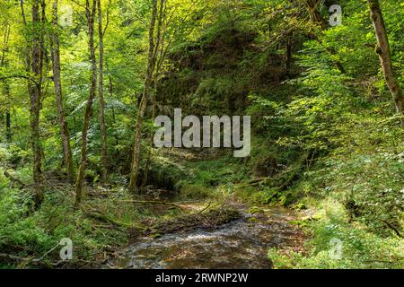 Vista sul fiume Gauchach nella gola Gauchach nella Foresta Nera, Germania Foto Stock