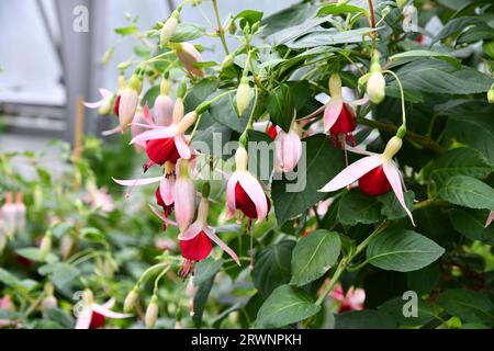 fuchsie fiorite nella serra Foto Stock