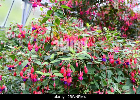 fuchsie fiorite nella serra Foto Stock