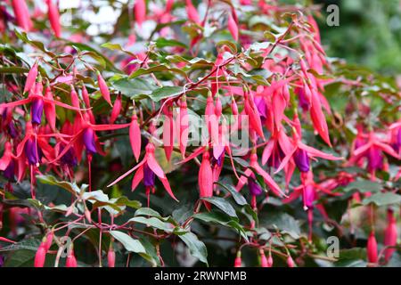 fuchsie fiorite nella serra Foto Stock