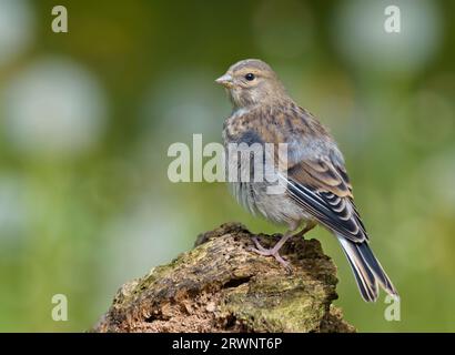 Giovane linnet comune (Linaria cannabina) che posa su un tronco di corteccia con sfondo verde Foto Stock
