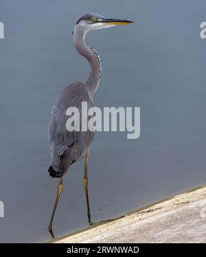 Il giovane Heron grigio (Ardea cinerea) si trova in acque poco profonde vicino alla diga in tarda estate Foto Stock