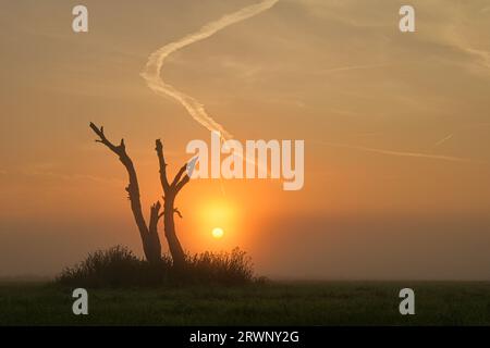 Sunrise, un campo nel Mark Brandenburg, Germania. Foto Stock